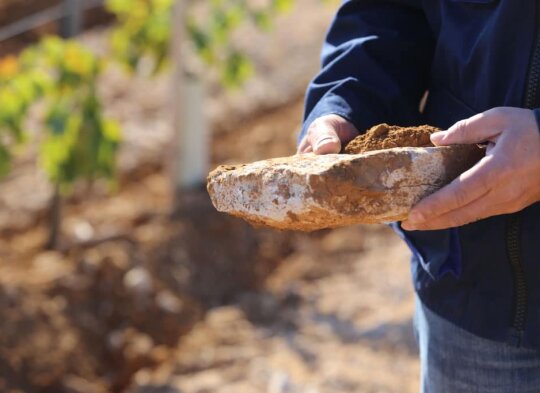 Roche de vignes