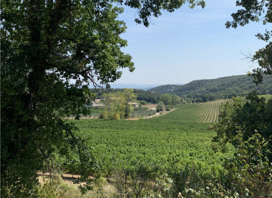 Paysage Ardéchois, vins d'ardèche