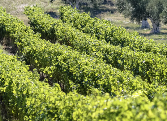 Vignes d'ardèche du domaine Les Amoureuses