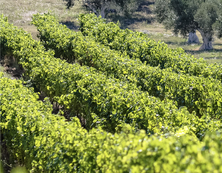 Vignes d'ardèche du domaine Les Amoureuses