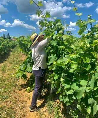 Le palissage des vignes